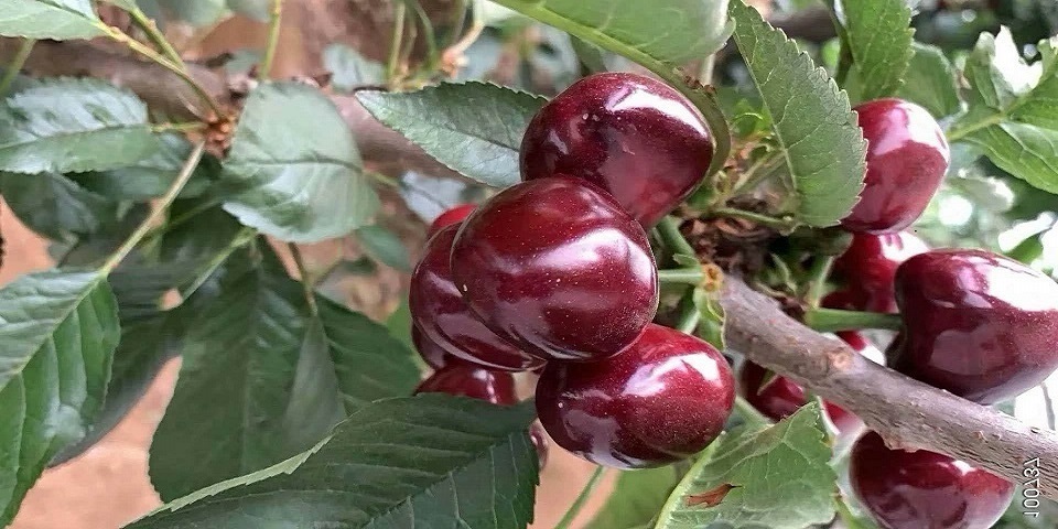 美早樱桃3年苗价格