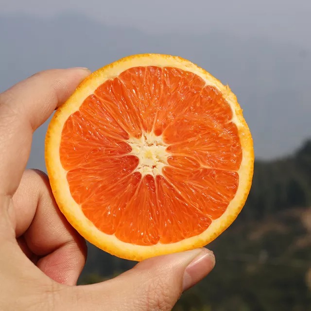 长江边秭归红橙图片